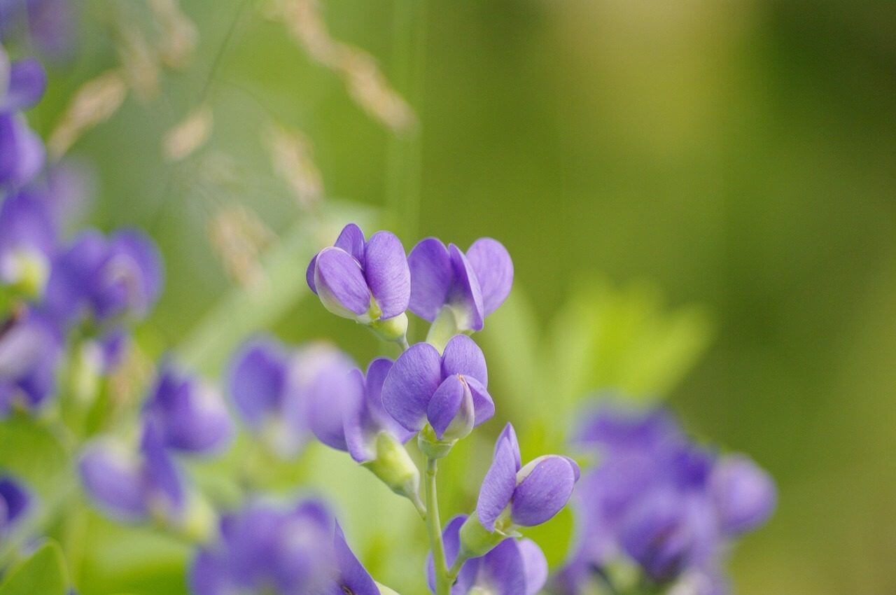 blue false indigo 5565743 1280