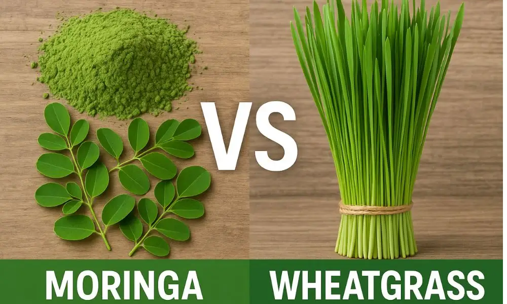 Moringa VS Wheatgrass b309e1f5 738e 47fc 8225 645000168f76